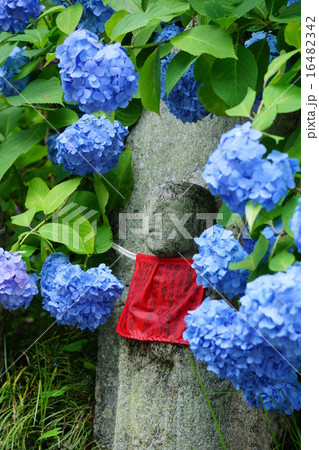 矢田寺の紫陽花とお地蔵さん 16482342