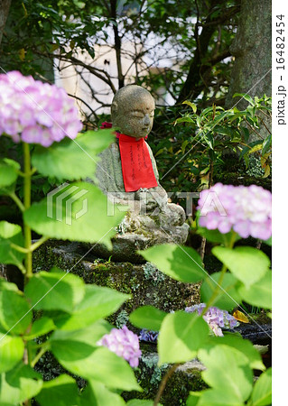 矢田寺の紫陽花とお地蔵さん 16482454