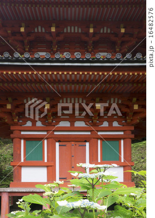 岩船寺 紫陽花咲く頃 岩船寺 紫陽花咲く頃 16482576