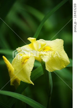 花菖蒲 花菖蒲 16483289