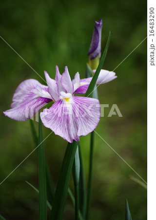 花菖蒲 16483290