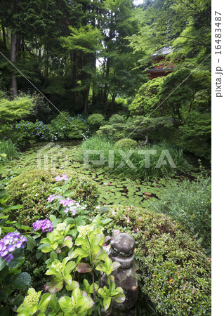 岩船寺　紫陽花咲く頃 16483487