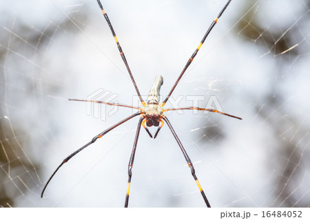 The golden silk orb-weaver 16484052