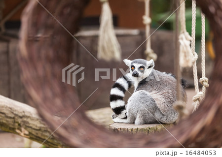 Ring-tailed lemur 16484053
