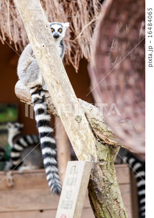 Ring-tailed lemur 16484065