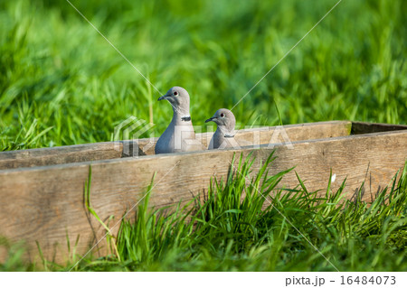 pigeon. pigeon. 16484073