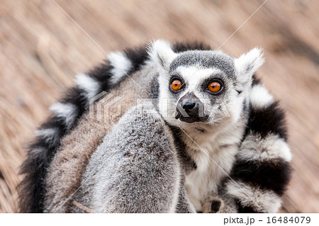 Ring-tailed lemur 16484079