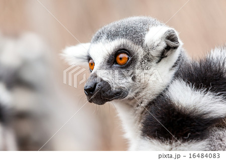 Ring-tailed lemur 16484083