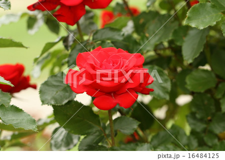 赤い薔薇 赤い薔薇 16484125