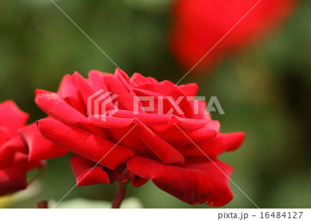赤い薔薇 赤い薔薇 16484127