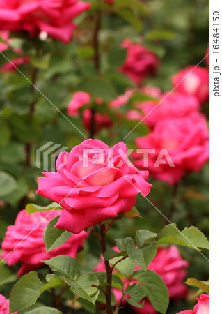 ピンクの薔薇 16484150