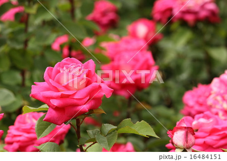 ピンクの薔薇 16484151