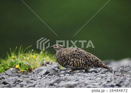 ライチョウ雌 ライチョウ雌 16484672