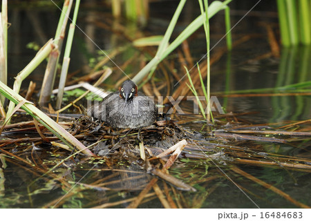 抱卵中のカイツブリ 抱卵中のカイツブリ 16484683