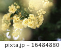 モッコウバラ 16484880