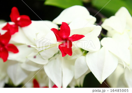 ゲンペイクサギ 16485005