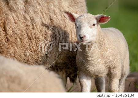lamb 16485134