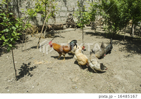Rooster and chickens peck at grain with ground 16485167
