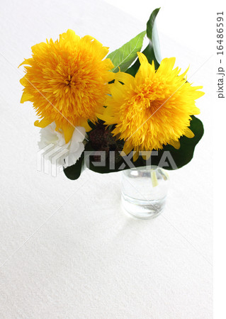 八重のひまわりのミニアレンジ(縦 下向き) 八重のひまわりのミニアレンジ(縦 下向き) 16486591