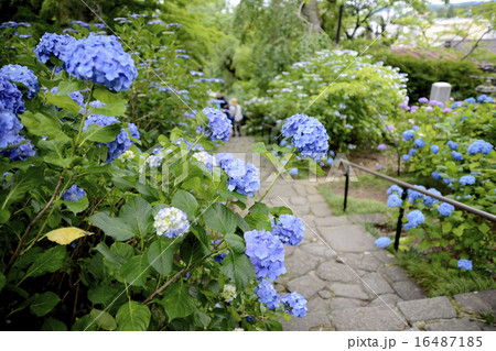 紫陽花と石段 紫陽花と石段 16487185
