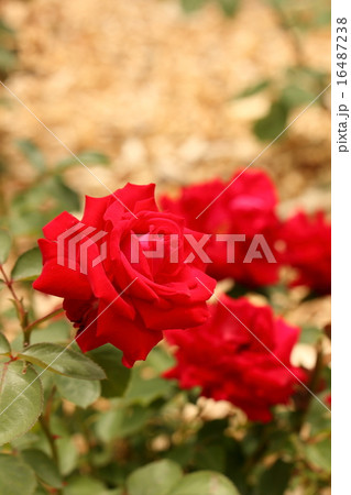 赤い薔薇 16487238