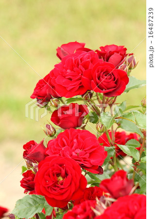 赤い薔薇 16487239