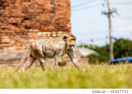 Monkeys of Thailand Monkeys of Thailand 16487731