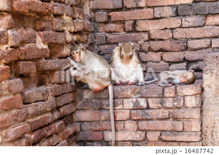 Monkeys of Thailand 16487742