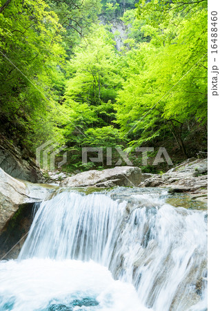 山梨県・西沢渓谷の清流 16488460