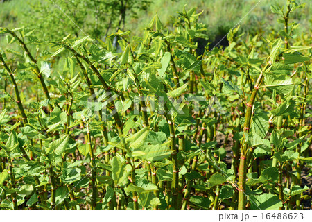 Polygonum Sachalinense growth 16488623