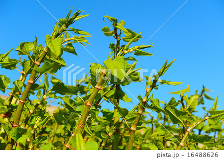 Polygonum Sachalinense growth 16488626