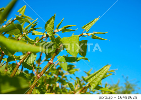 Polygonum Sachalinense growth 16488628