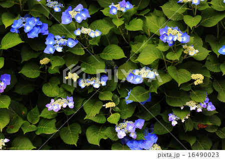 アジサイ4099 16490023