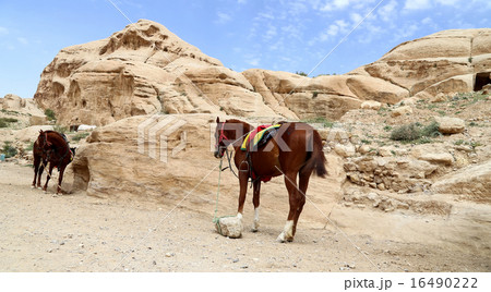 Bedouins horses in Petra,  Jordan 16490222
