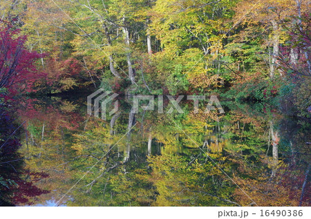 錦秋の鎌池(雨飾山) 錦秋の鎌池(雨飾山) 16490386