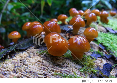 ナメコ ナメコ 16490391