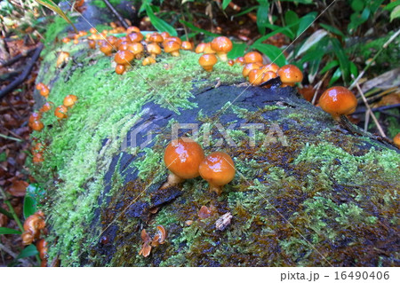 天然ナメコ 天然ナメコ 16490406