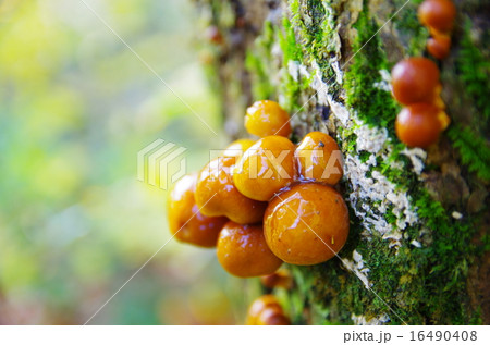 天然ナメコ 16490408