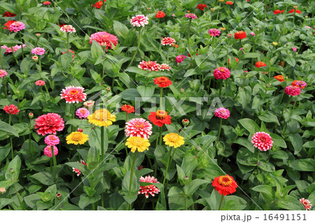 百日草の花壇 百日草の花壇 16491151