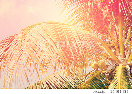 Coconut palm tree with Retro Filtered Coconut palm tree with Retro Filtered 16491452