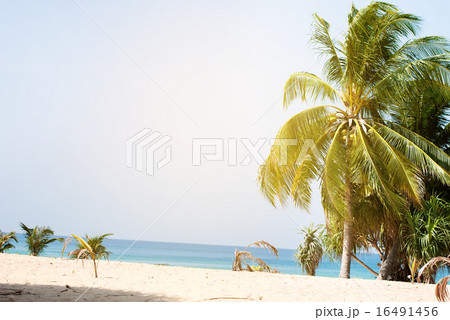 Green Palm Trees lit by the Sun on Tropical Island Green Palm Trees lit by the Sun on Tropical Island 16491456