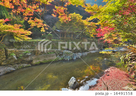 錦秋の清滝 16491558