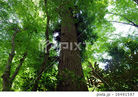 木立に中で 木立に中で 16491597