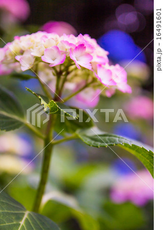 紫陽花 紫陽花 16491601