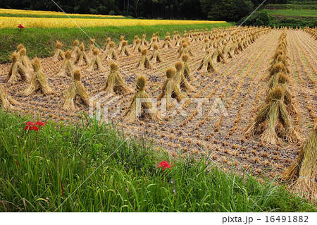 秋の栃木県簑沢の田んぼ 16491882