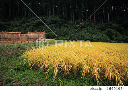 秋の栃木県簑沢の田んぼ 16491924