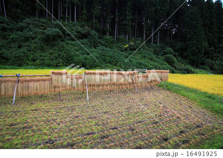 秋の栃木県簑沢の田んぼ 16491925