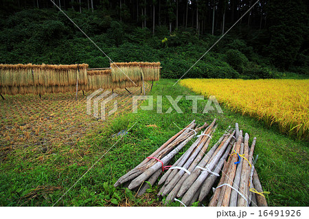 秋の栃木県簑沢の田んぼ 16491926