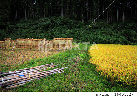 秋の栃木県簑沢の田んぼ 16491927