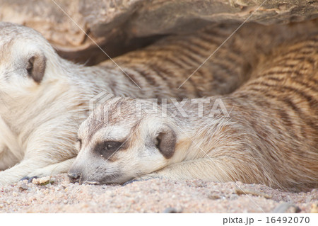 Meerkat Meerkat 16492070